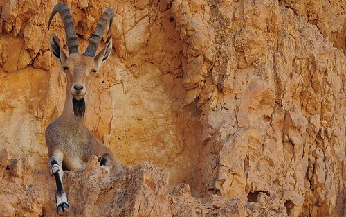 desktop animals israel mammals ungulates nubianibex featured makteshramon hoofed