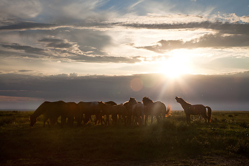 travel sunset horses animals backlight clouds landscape shadows adventure mongolia steppe dornod