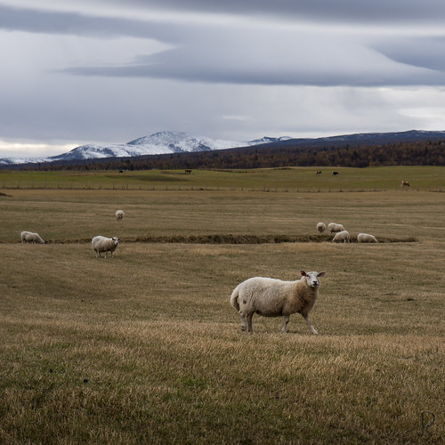 norway landscape norge sheep sau nor paysage mouton norvege landskap oppland gålå