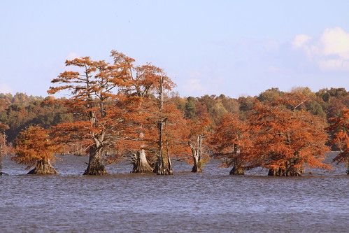 Reelfoot Lake in Autumn