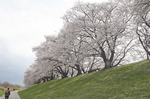 【写真】2014 桜 : 背割堤/2020-12-09/IMGP5785