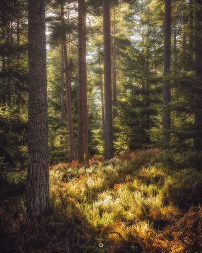 canon forest heather landscape leefilters light longexposure morayshire nature pinetrees scotland spring sun trees woodland