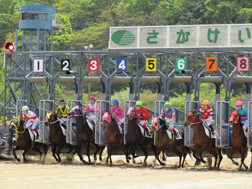 佐賀競馬場のレース風景