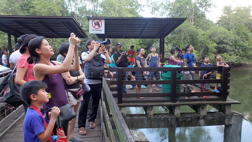 Pasir Ris Mangrove boardwalk tour with the Naked Hermit Crabs