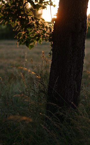 light sunset summer sun tree field licht sonnenuntergang sommer feld sonne baum