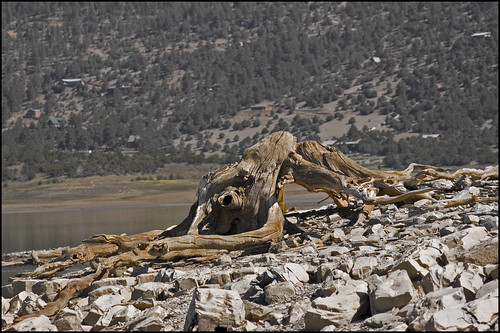 lake newmexico heron drought stump nm facesinplaces