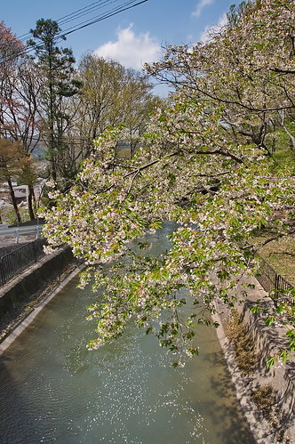 【写真】2013 桜 : 山科疎水/2020-09-19/IMGP9958