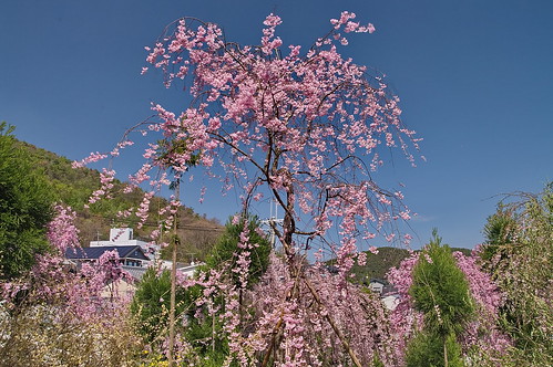【写真】2013 桜 : 原谷苑（２）/2021-02-05/IMGP9970