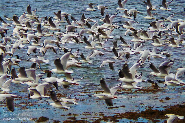 port lincoln seagulls