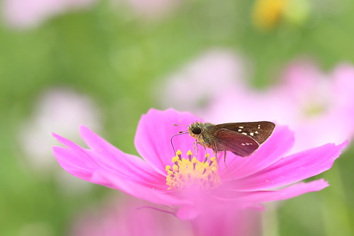 autumn ngc skipper cosmos pinkflowers 昭和記念公園 2013