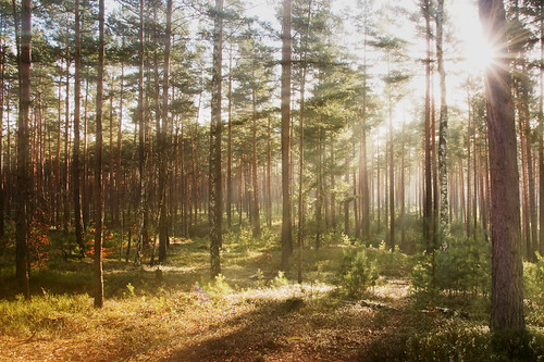 light sun nature forest canon eos licht natur 7d sonne wald