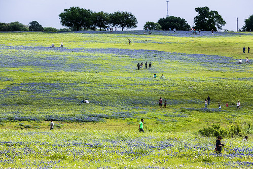texas chappellhill washingtoncounty wildflowers field tree postoak pond bluebonnets landscape sky spring lupinustexensis texaslupine texasbluebonnet quercusstellata