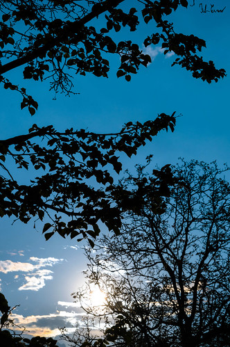 silhouette trees alberi sunset sole clouds nuvole blue blu sky cielo tramonto hours black noir nero nikon d3200 portrait landscape nuvolografia panorama chianocco torino