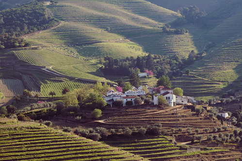 douro vineyards mountains portwine wine port portugal nature light shadow green pink color rural landscape sunlight