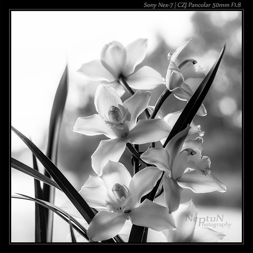 b bw fleur zeiss 50mm noir noiretblanc bokeh carl orchidée nex7
