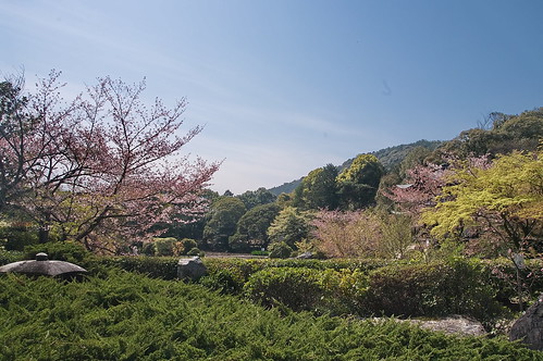 【写真】2013 桜 : 勧修寺/2021-02-03/IMGP9904