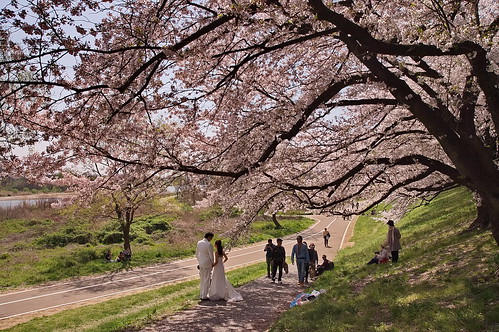 【写真】2013 桜 : 背割堤/2020-03-23/IMGP9686