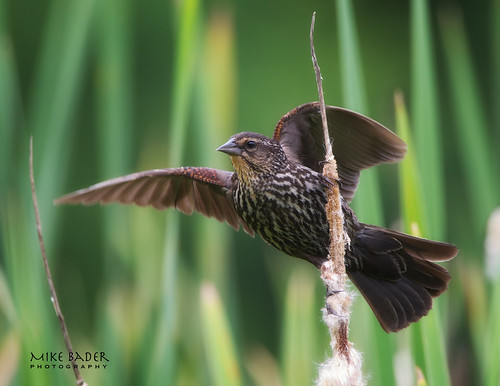 ohio birds blackbird avian redwingblackbird ohioparks ohiowildlife ohiobirds sandyridgereservation