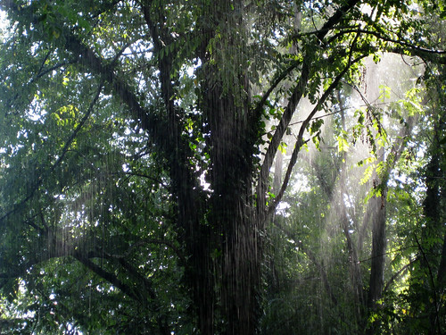 frankreich wasser camino pflanzen bäume jakobsweg lepuyenvelay regen wetter 2010 stjeanpieddeport lichtspiele pilgern wälder stimmungen chemindestjacques viapodiensis