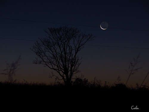 moon tree night dark landscape outdoors northcarolina greensboro