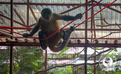 Monkey Jaguar Rescue Center