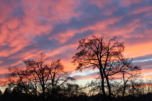 winter sunset sky tree clouds czech southbohemia