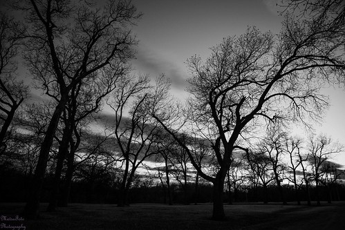 trees sunset bw tree treesilhouette kansas winfield pecangrove ef2470mmf28l canon6d