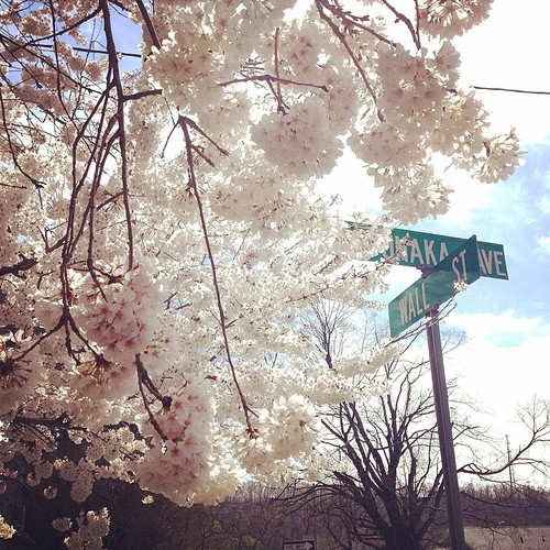 One more #yayspring photo. I swoon over these trees. #foundwhilerunning