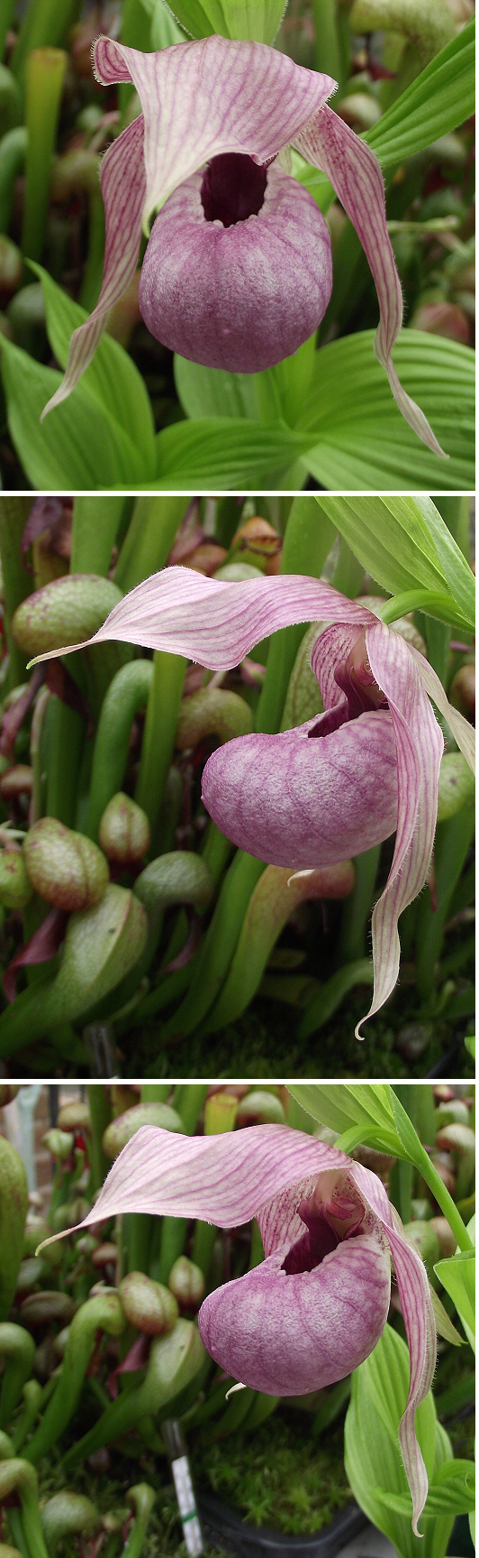 Buy Showy Lady Slipper Orchid Seeds Cypripedium Reginae Flower Seed Packet  Pink White Rare Orchid Seeds Online in India - Etsy