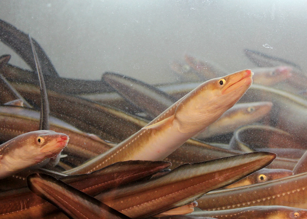 noryangjin-fish-market-eels