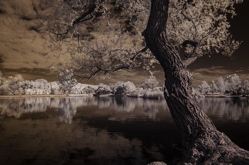 trees reflections nature santeelakes infrared infraredphotography ir convertedinfraredcamera naturalbeauty clouds tree water lake highcontrast