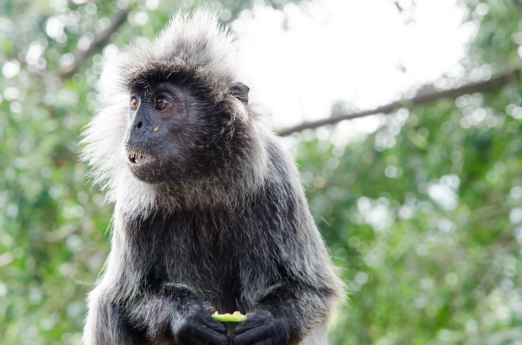 Monkey posing at Bukit Malawati