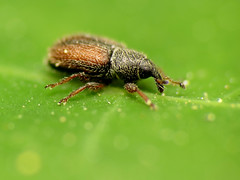 

Weevils; head produced into rostrum, mouth-parts at end, antennae elbowed