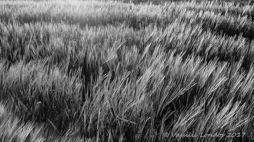 backlight outdoor fields wheat sunset serene nature blackandwhite