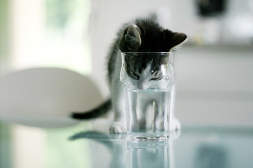 cat kitten sete gatto thirst arturo micio belokebelo ©nicopiotto