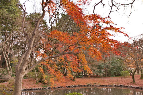 【写真】2012 紅葉 : 京都府立植物園/2019-04-01/IMGP8470