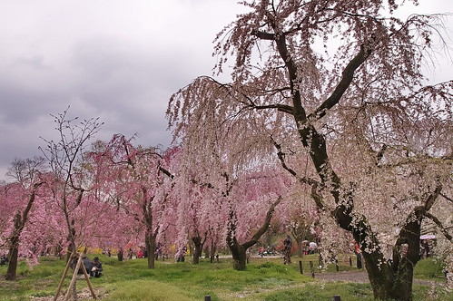 【写真】2013 桜 : 京都府立植物園/2020-12-16/IMGP9455