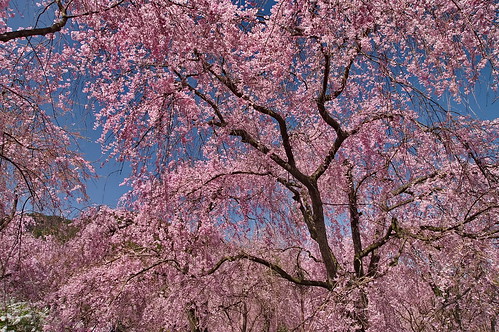 【写真】2013 桜 : 原谷苑（２）/2021-02-05/IMGP9980