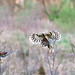 1st Place - Altered/Composite - Linda Martin - Barred Owl Pano