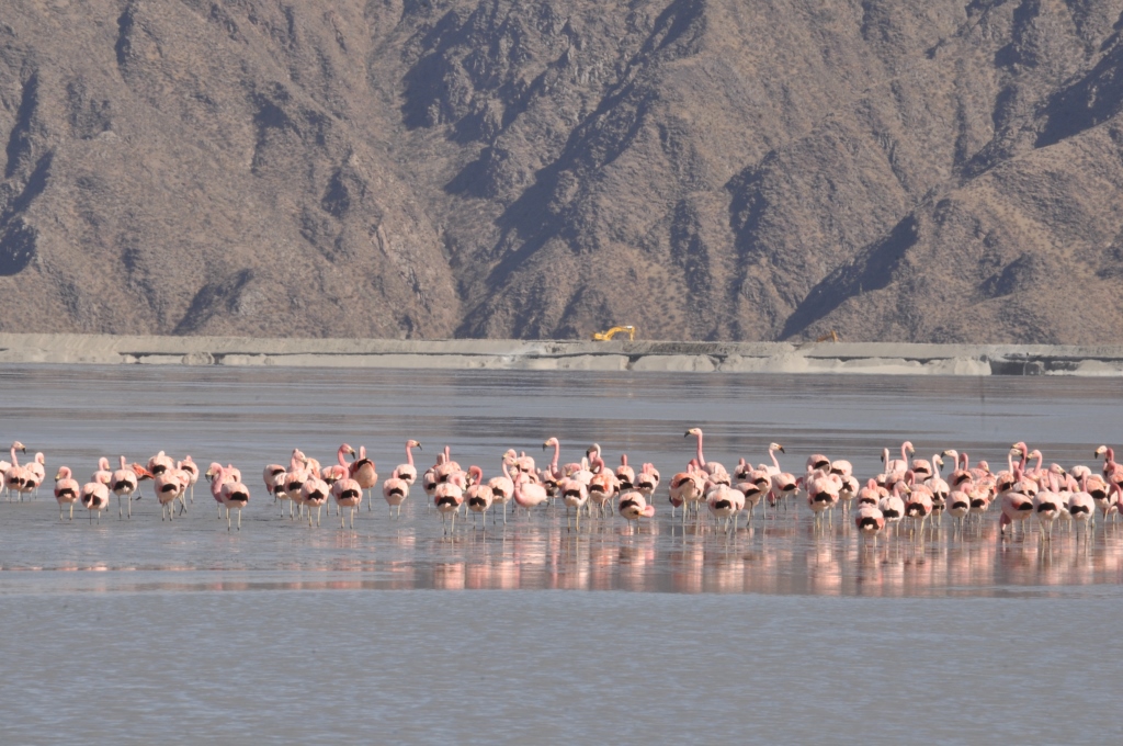 La primavera trajo a Minera Alumbrera la visita de flamencos rosados al Dique de Relaves.