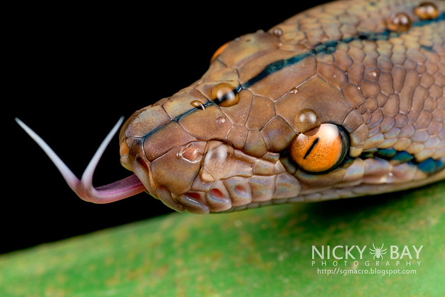 Reticulated Python (Broghammerus reticulatus) - DSC_7328