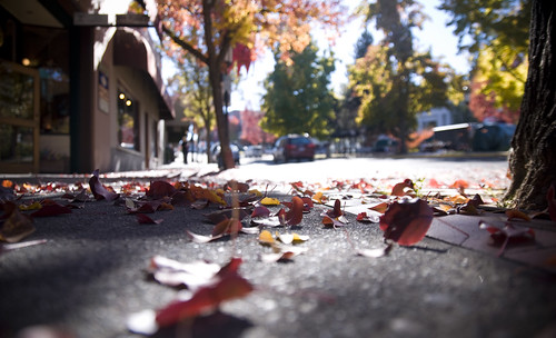 street autumn light color fall leaves oregon leaf nikon fallcolor sidewalk ashland southernoregon d90