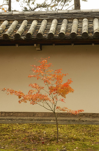 【写真】2013 紅葉 : 東福寺/2021-05-18/IMGP3402