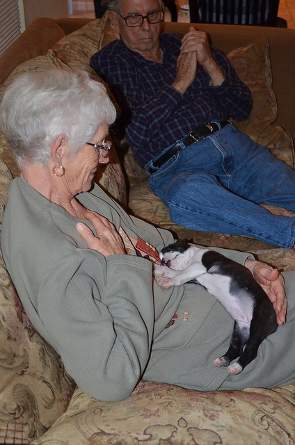 A Boston Terrier puppy sleepy on an elderly woman\'s lap.