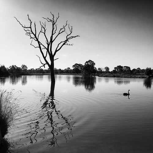 blackandwhite lake water reflections swan deadtree carlzeiss zf2 distagont2821 nikond800e