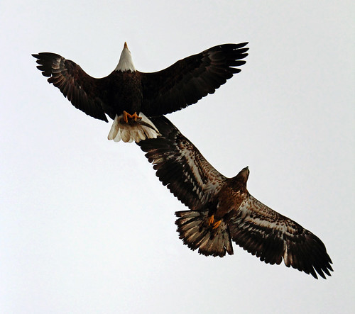 eagle baldeagle iowa pleasantvalley armycorpsofengineers lockanddam14 wildlifewednesday
