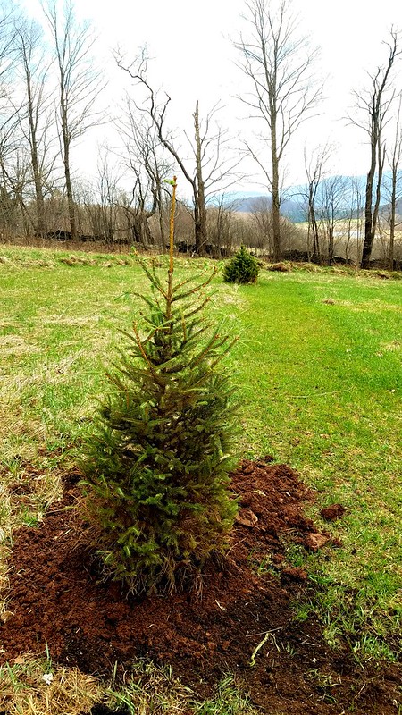 Planting our 2016 Christmas tree!
