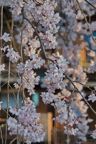 【写真】2013 桜 : 祇園白川/2021-01-19/IMGP8748