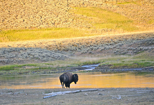 yellowstonenationalpark bison
