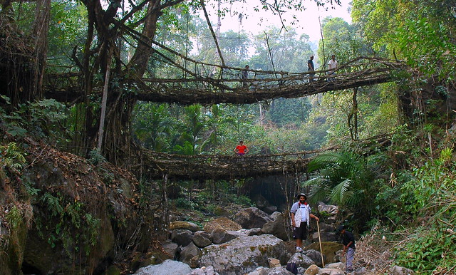 The incredible double-decker Living root bridge